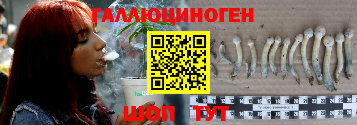 Зеленогорск  Гашиш  Вход с VPN  Кокаин  Меф МЯУ МЯУ   Бошки Шишки  Экстази 